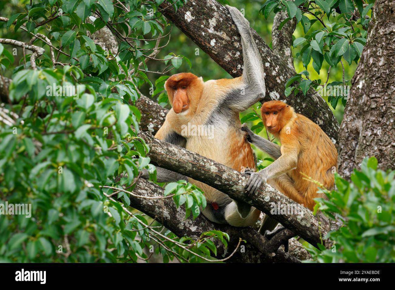Proboscis Langnasen-Affe Nasalis larvatus ist ein arborealer Affe mit einer großen Nase, die auf Borneo endemisch ist, rötlich-braune Hautfarbe und einem langen Schwanz, lebt in Stockfoto