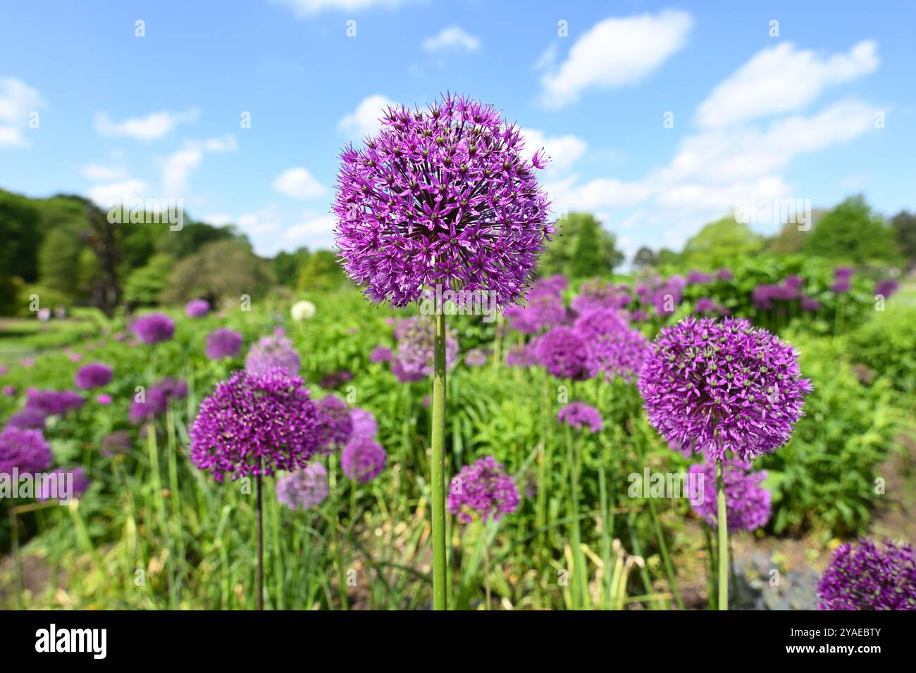 Violette Frühlingsblume von Allium hollandicum „Purple Sensation“ im britischen Garten Mai Stockfoto