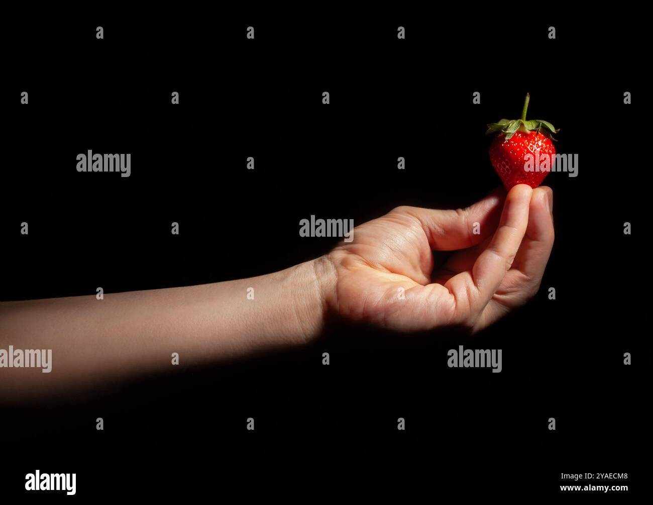 Erdbeere in der Hand auf schwarzem Hintergrund Stockfoto