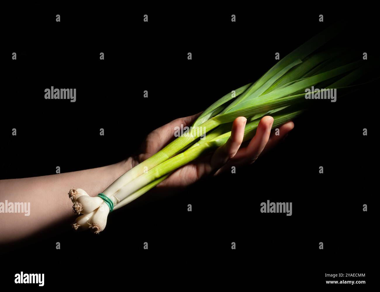 Junger Knoblauch in der Hand auf schwarzem Hintergrund Stockfoto