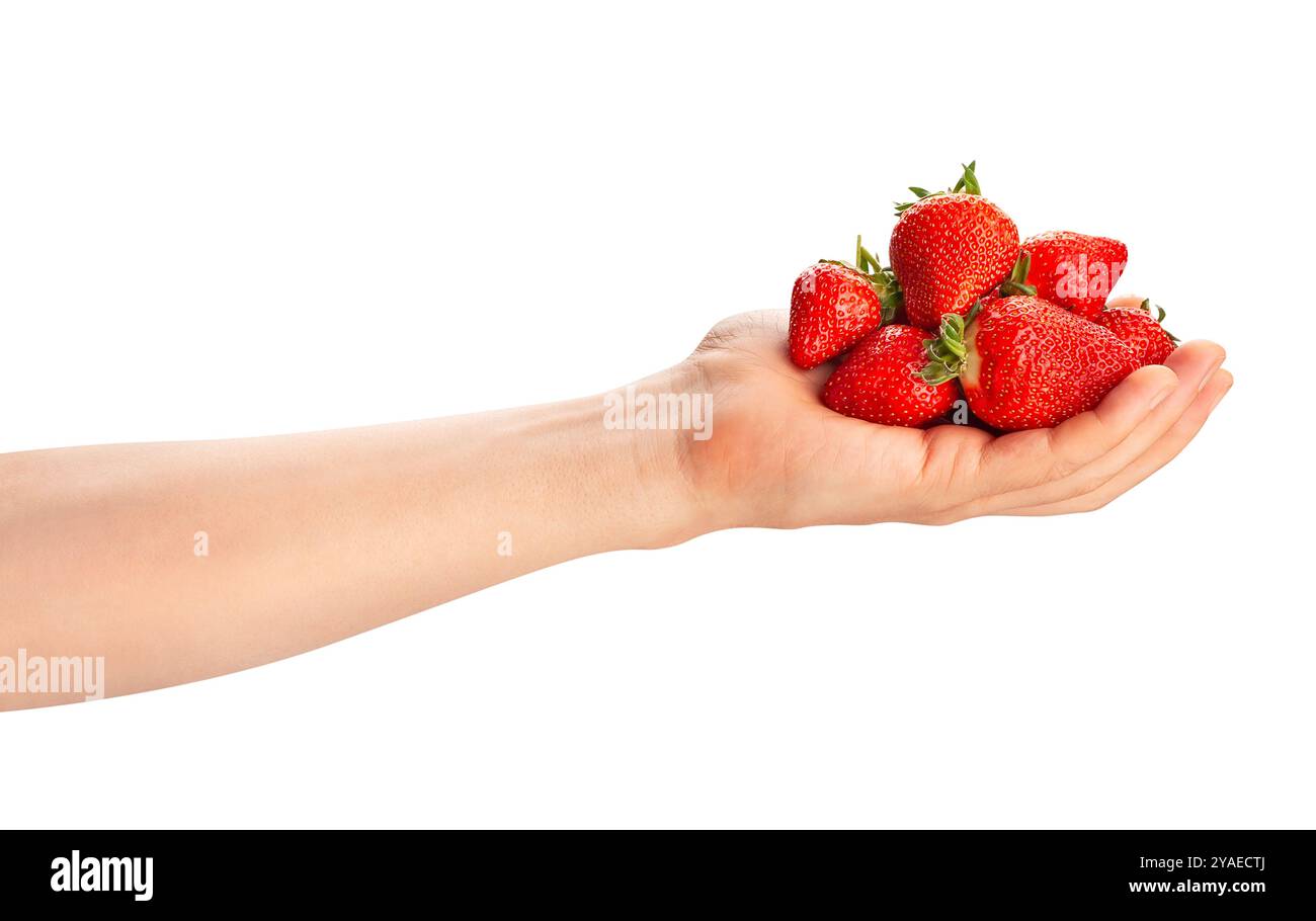 Erdbeeren im Handweg isoliert auf Weiss Stockfoto