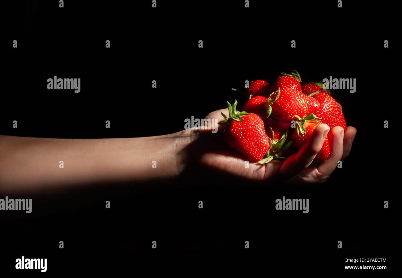 Erdbeere in der Hand auf schwarzem Hintergrund Stockfoto