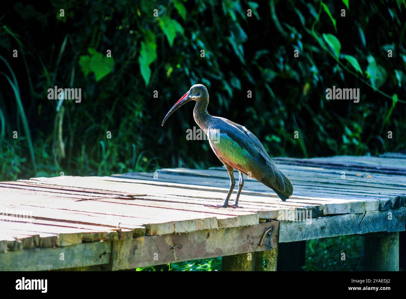 HADADA IBIS (Bostrychia hagedash) - Uganda Stockfoto