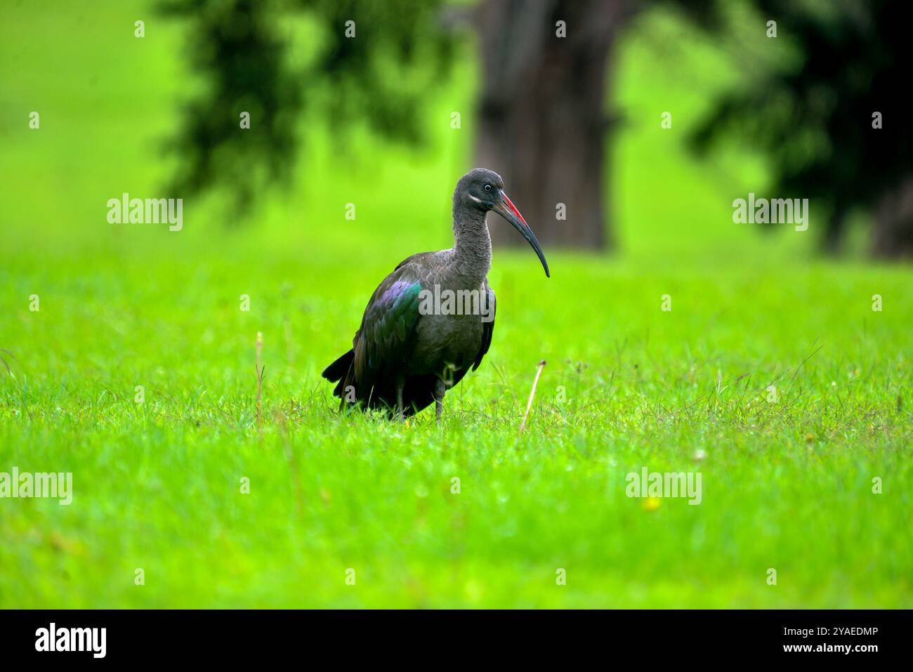 HADADA IBIS (Bostrychia hagedash) - Uganda Stockfoto