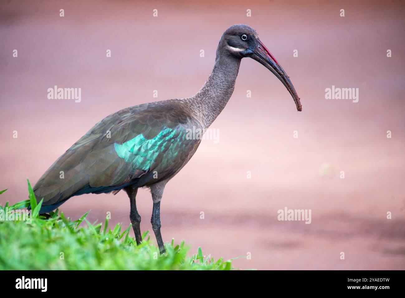 HADADA IBIS (Bostrychia hagedash) - Uganda Stockfoto