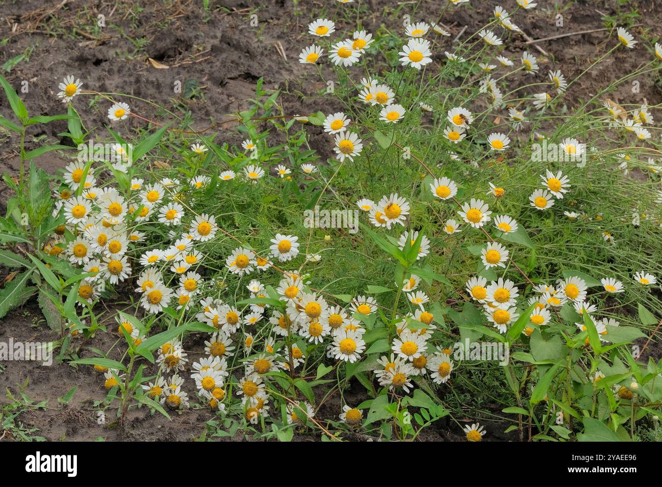 Blumen der Apotheke Kamille wächst im Garten. Ländlicher Garten. Medizin-Wildblumen in Lichtungen. Blühende Blumen. Stockfoto