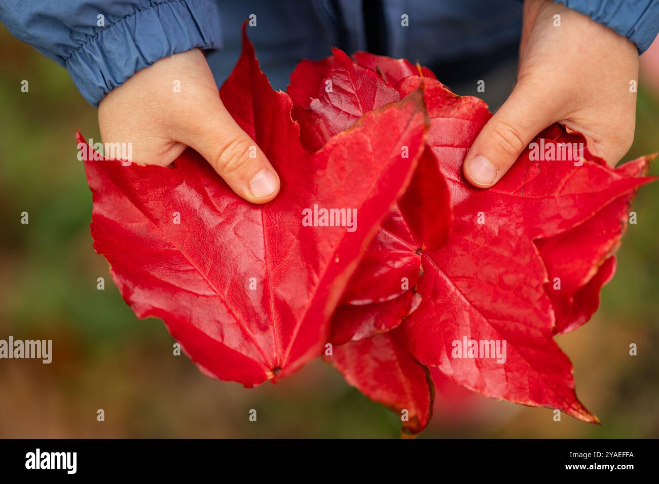 Kind, das an einem kühlen Herbsttag hellrote Herbstblätter mit beiden Händen hält. Naturbegriff, jahreszeitliche Veränderungen und Kindheitserinnerungen Stockfoto