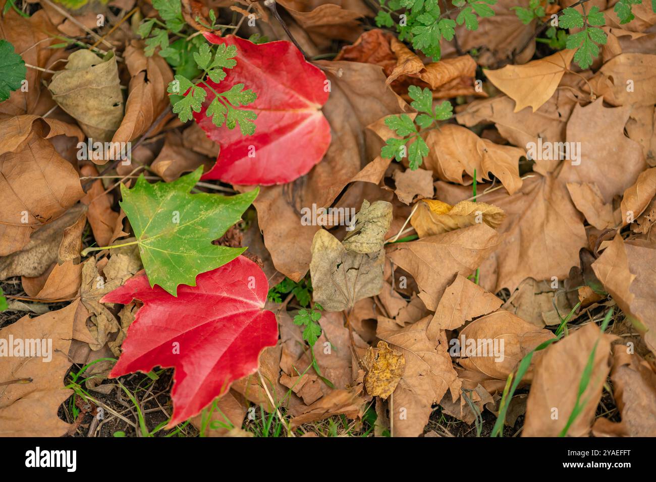 Farbenfrohe Herbstblätter auf dem Boden mit leuchtendem Rot-, Grün- und braunem Laub in einer natürlichen Waldlandschaft Stockfoto