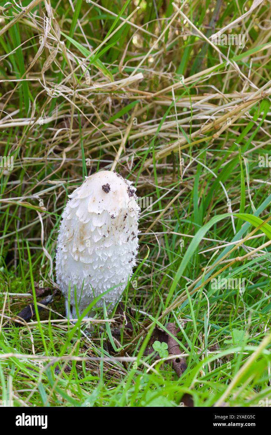 Shaggy Ink Cap Pilze (Coprinus comatus). Stockfoto