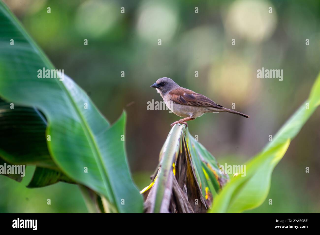 NORDGRAUEN SPERLING ( Passer griseus - Kampala Uganda) Stockfoto