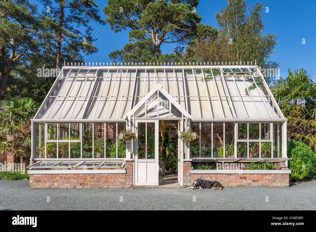 Ein wunderschönes, formelles viktorianisches Gewächshaus in einem von englischen Landmauern umgebenen Garten mit einem faulen Hund, der draußen schläft Stockfoto