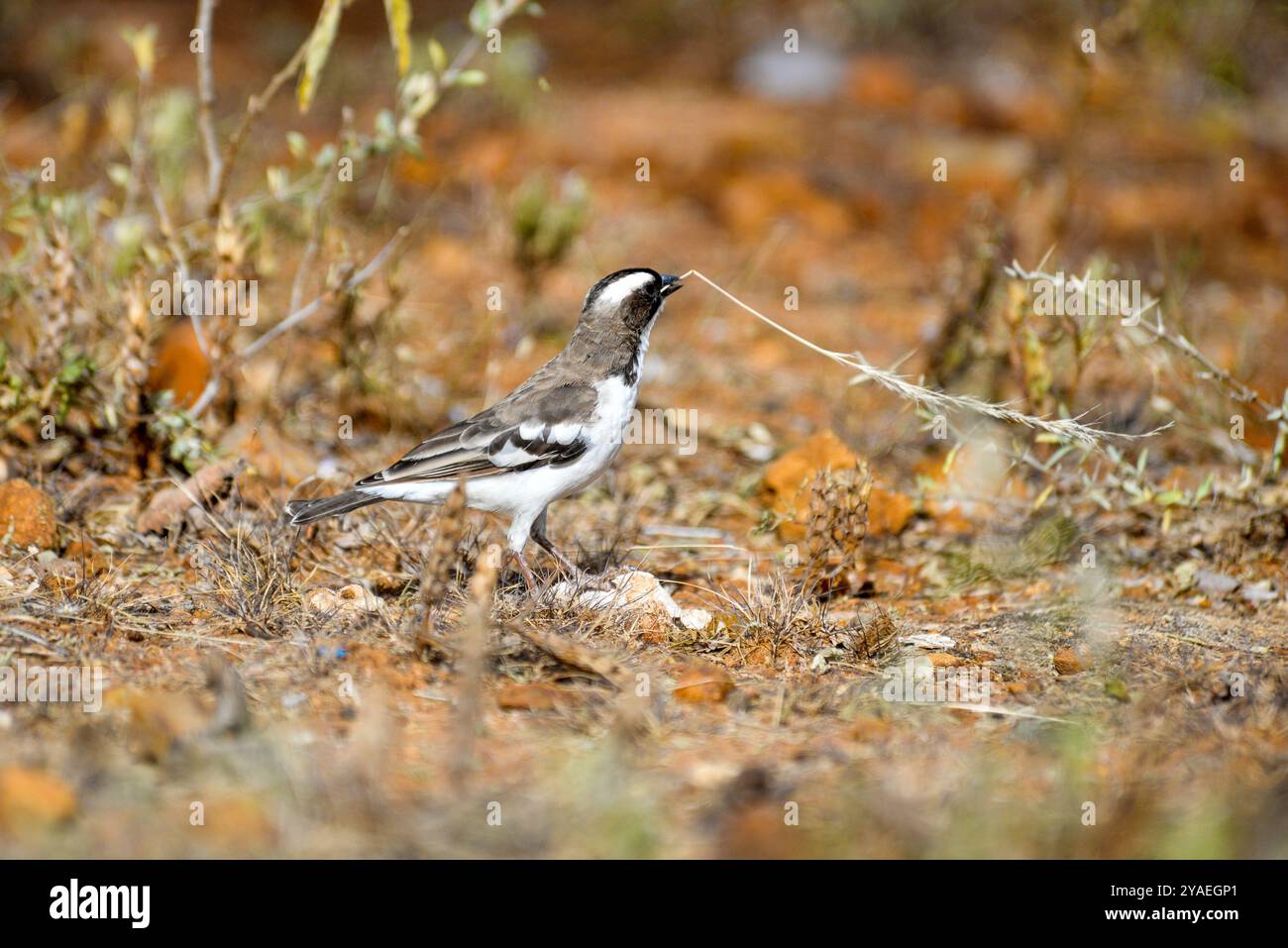 Weißbrauen-Sperber (Plocepasser muhali) - Amudat Karamoja Uganda Stockfoto