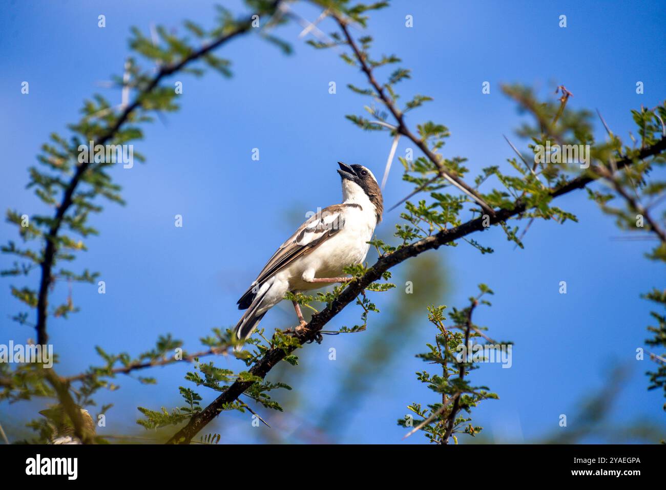 Weißbrauen-Sperber (Plocepasser muhali) - Amudat Karamoja Uganda Stockfoto