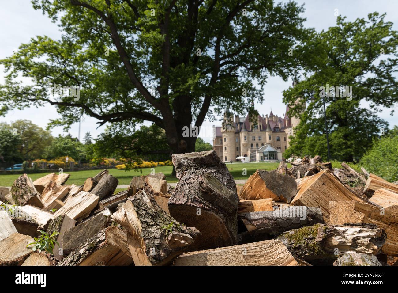 Eine Axt zum Spalten von Brennholz, in einen Baumstamm gesteckt, um Holz zu hacken. Stockfoto