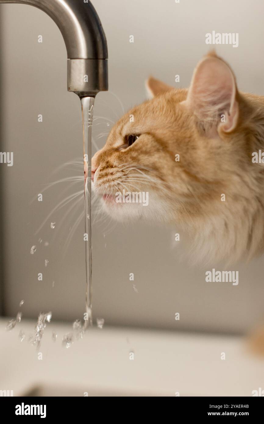 Ein zärtlicher Moment einer flauschigen Ingwerkatze, die einen Wasserhahn aus einem Wasserhahn erforscht. Die Nase der Katze berührt fast das Wasser, während sie sich ausbreitet Stockfoto