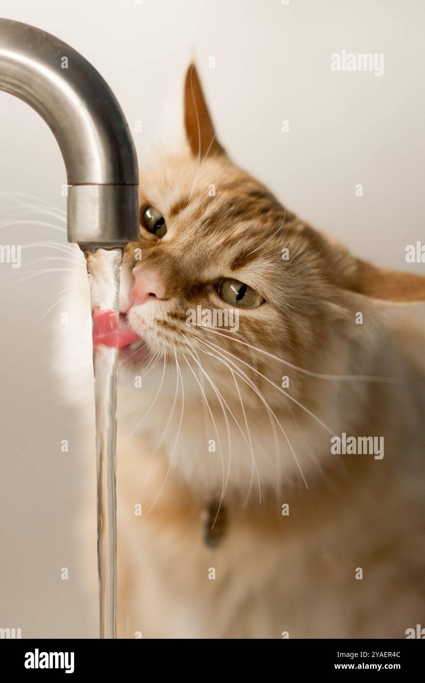 ingwerkatze mit ihrem weichen, flauschigen Fell und ihrem aufmerksamen Ausdruck wird in einem Moment des Durstes gefangen, während sie Wasser aus einem laufenden Wasserhahn trinkt. Es ist rosa t Stockfoto