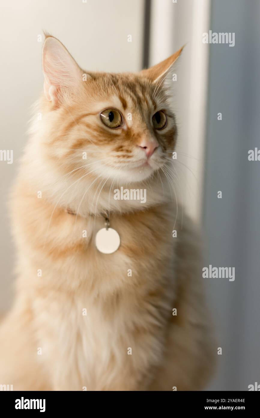 Eine entzückende orangene Tabby-Katze aus Nahaufnahme, die ihr weiches, flauschiges Fell und ihre scharfen goldenen Augen hervorhebt. Der konzentrierte Blick der Katze gibt ein Gefühl von Stockfoto