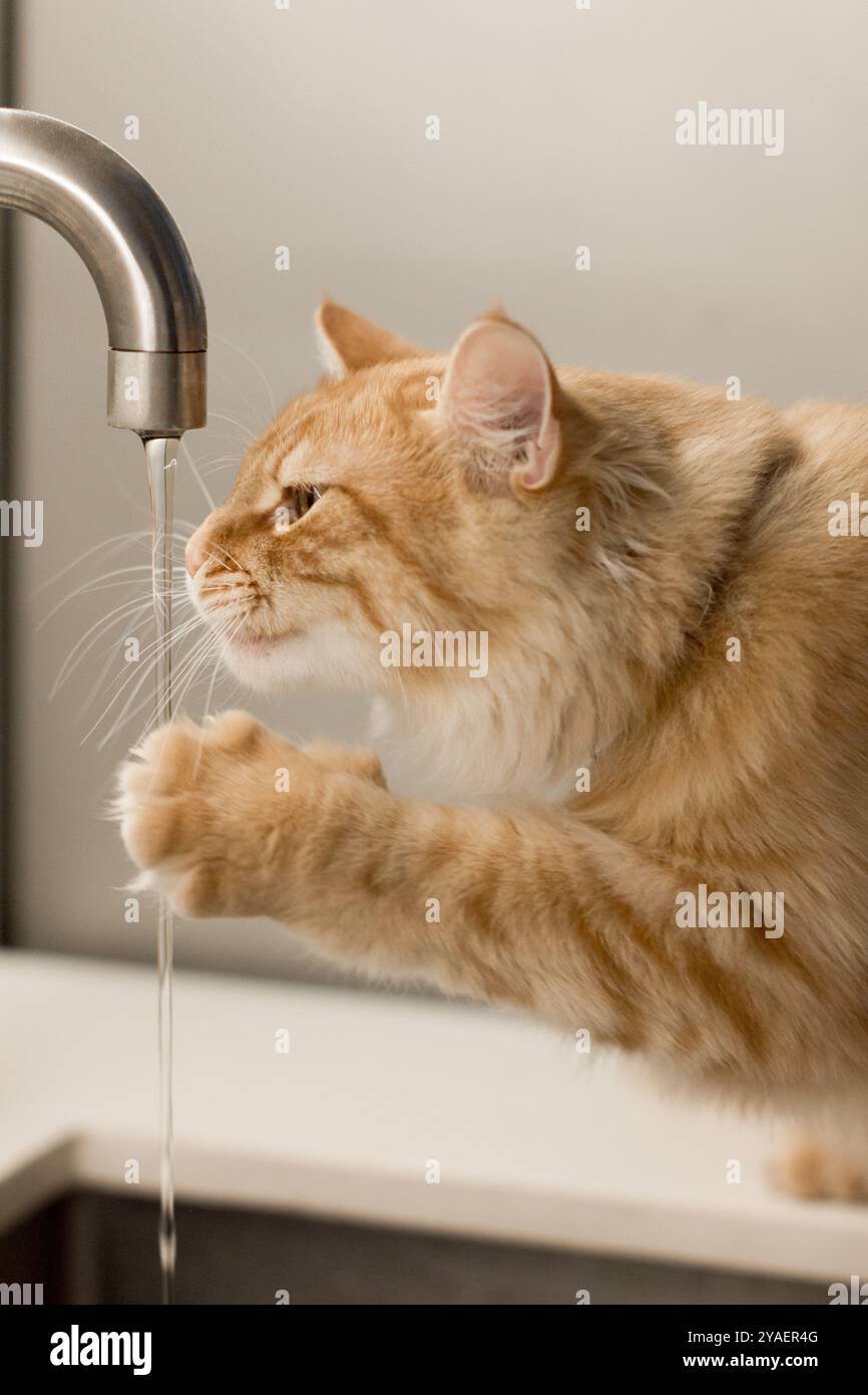 Eine Ingwerkatze mit einem flauschigen, weichen Fell wird gezeigt, wie sie in einem verspielten Moment mit einem laufenden Wasserhahn spielt. Die Katze streckt ihre Pfote in Richtung des sanften Baches Stockfoto