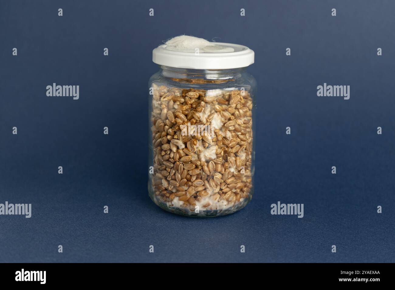 Pilzspawn. Gläser mit Getreidespawn. Nahaufnahme des Myzelwachstums an der Kornlaiche. Das weiße Mycel wachsender Pilze. Heimmykologie. Pilzzucht Stockfoto