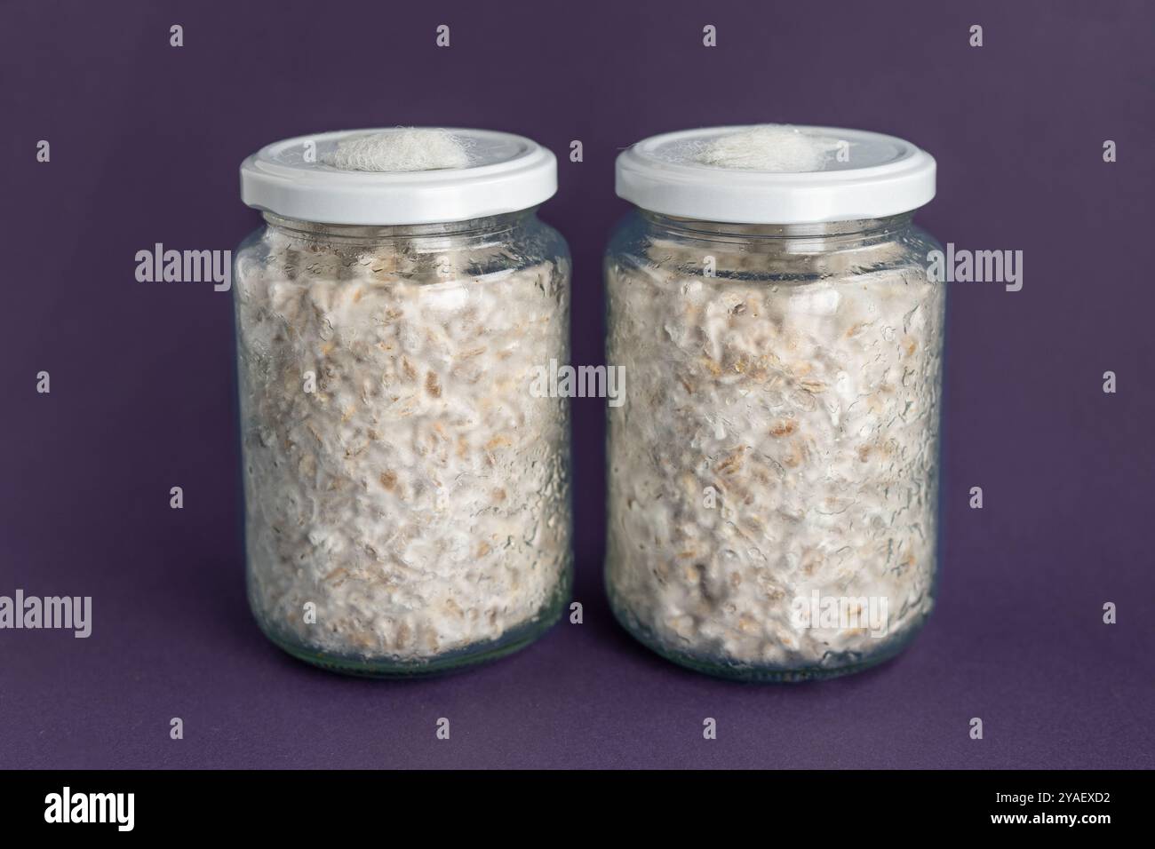 Pilzspawn. Gläser mit Getreidespawn. Nahaufnahme des Myzelwachstums an der Kornlaiche. Das weiße Mycel wachsender Pilze. Heimmykologie. Pilzzucht Stockfoto