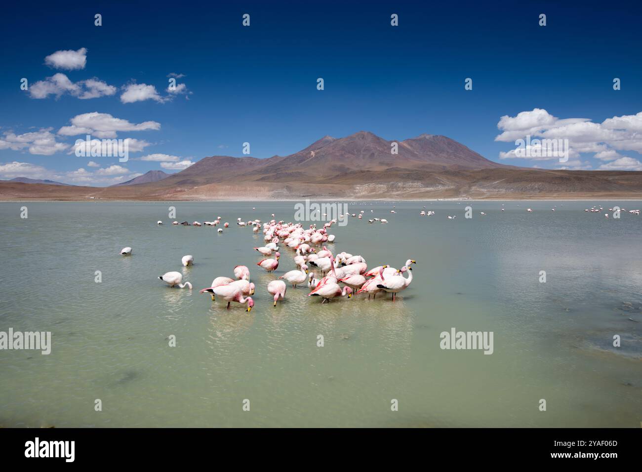 Malerischer Blick auf Laguna Hedionda und Jame's Flamingos mit Bergen im Hintergrund in Nor Lipez, Potosi (Bolivien Südamerika). Stockfoto