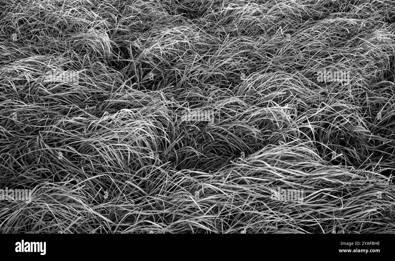 Gräser am Swan Lake, Yellowstone National Park Stockfoto