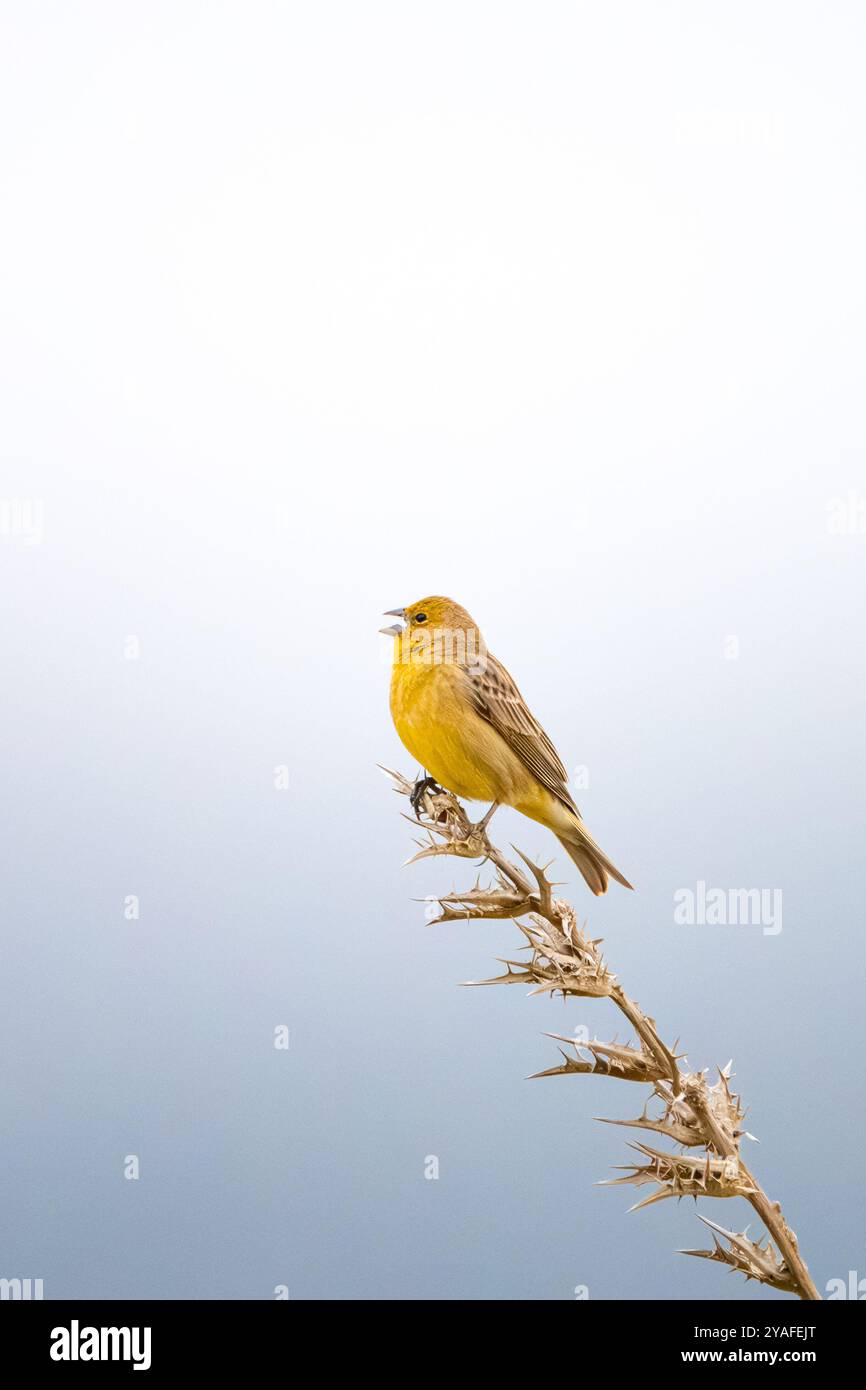 Gelber Sierra-Finch, besser bekannt als Chirihue. Ist ein einheimischer finch aus Chile. Stockfoto