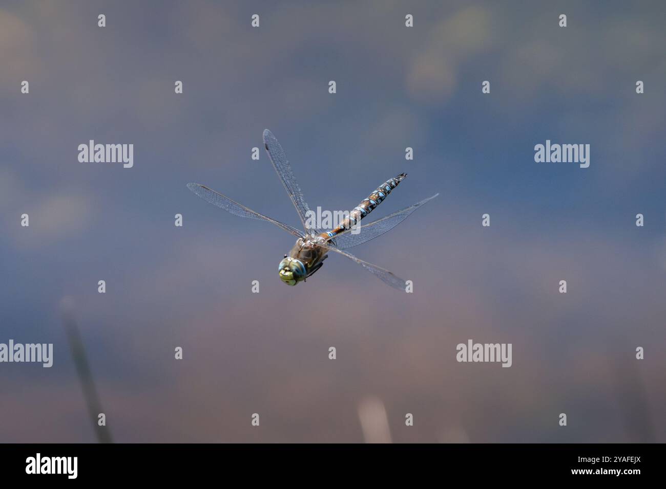 Eine Libelle, die über die Lagune des Tunquén Wetland in Valparaiso, Chile, fliegt. Stockfoto