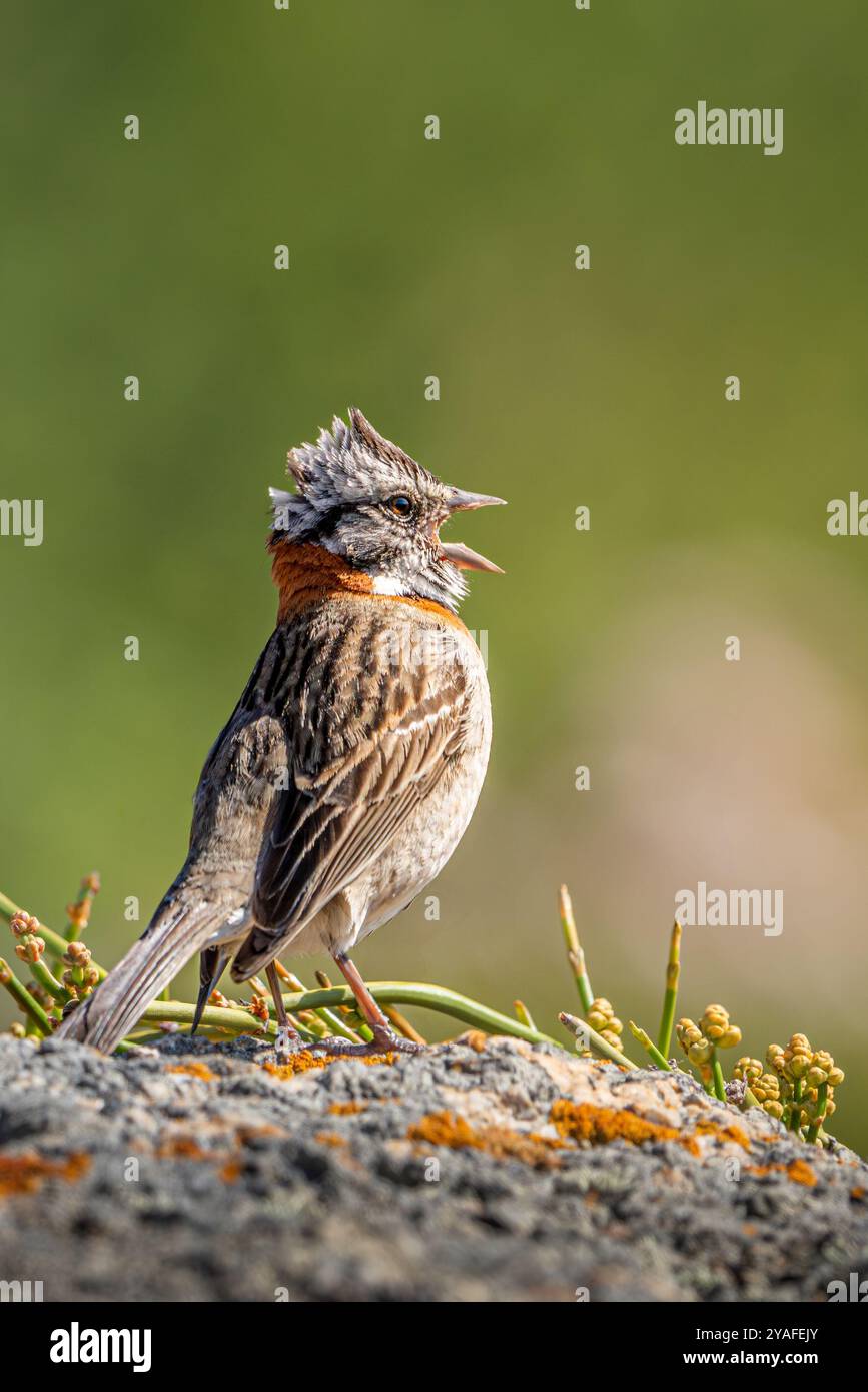 Chincol, einheimischer Spatel aus Chile, singt laut im Tunquén Wetland in Valparaíso. Stockfoto
