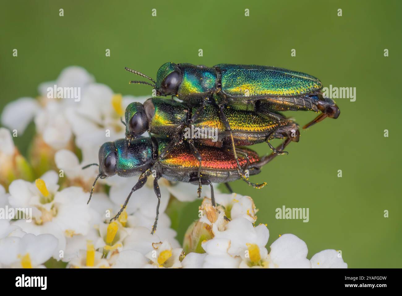 Anthaxia fulgurans, Fleckhals-Prachtkäfer, Anthaxie fulgurante, Jewel Beetle Stockfoto