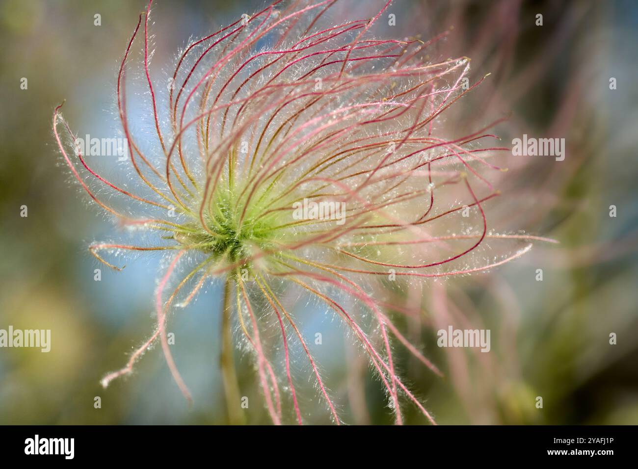 Apache Plume Seedhead Stockfoto