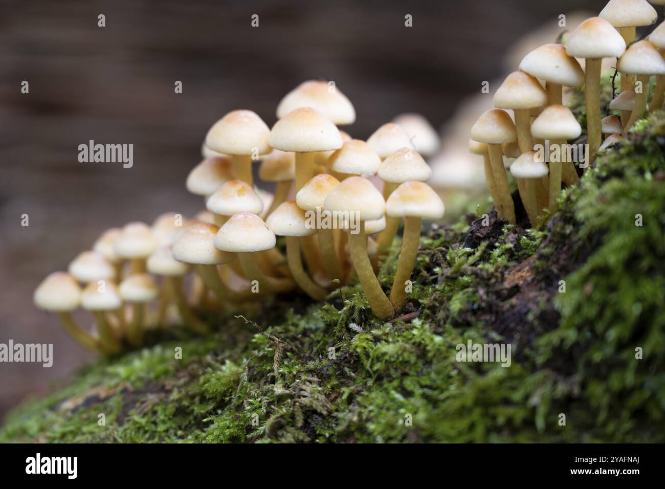 Nadelbüschel (Hypholoma capnoides), auch bekannt als Honig-Agarisch, wächst auf einem toten Baumstumpf in einem Wald, einer essbaren Pilzart aus der Familie der Stockfoto
