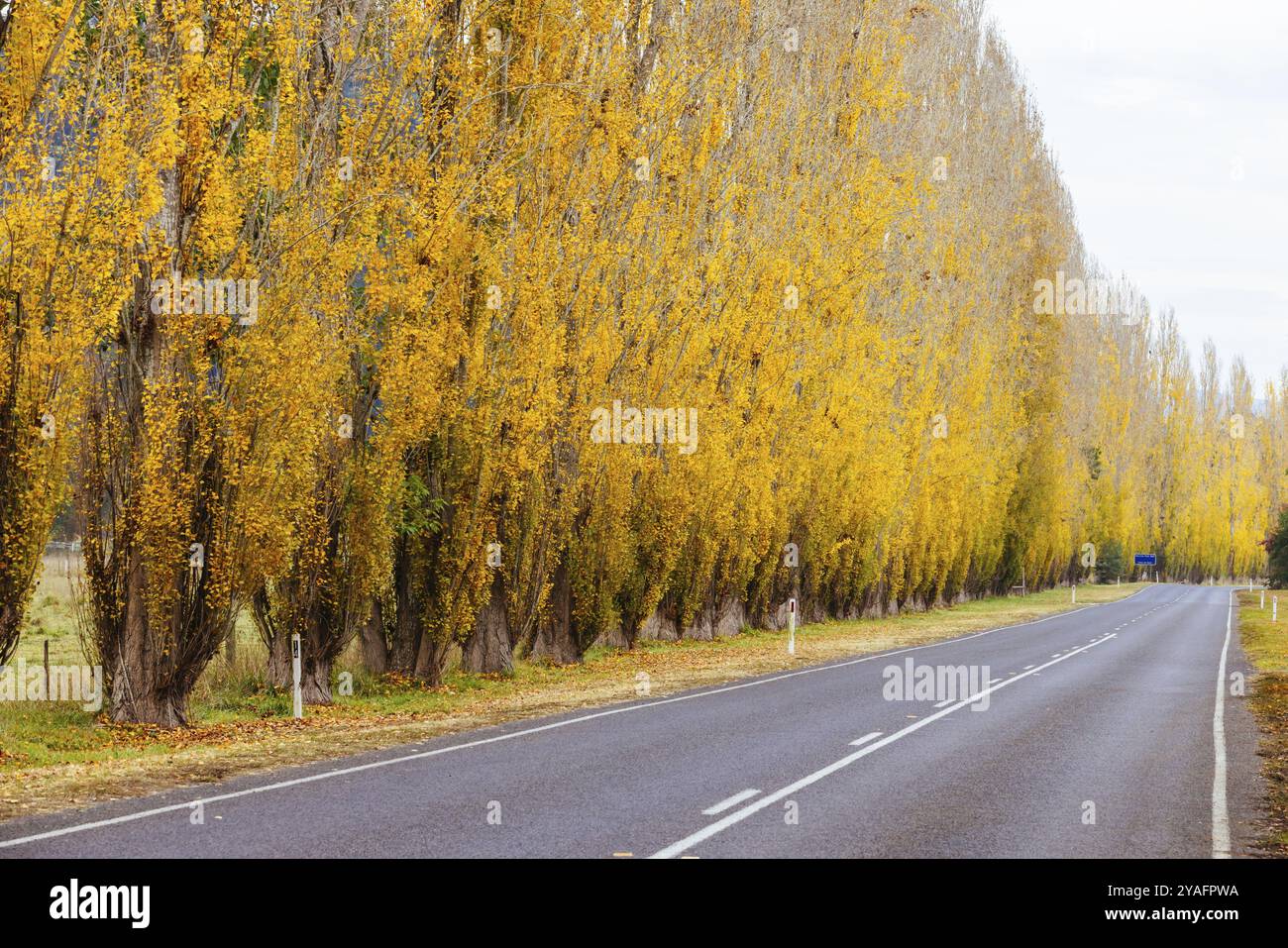 Der berühmte Gould Memorial Drive in Herbstfarben auf der Buxton-Marysville Rd in der Nähe der Landstadt Marysville in Victoria, Australien, Ozeanien Stockfoto