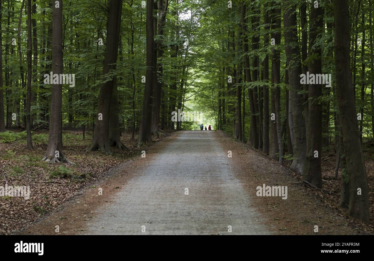 Baumweg und Wanderweg im Forest des soignes, Brüssel, Belgien, Europa Stockfoto