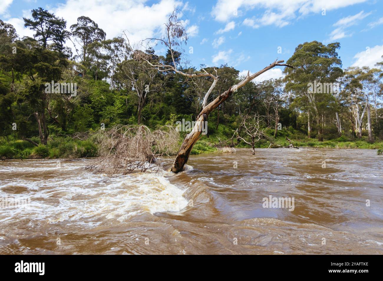 MELBOURNE, AUSTRALIEN, 08. OKTOBER: Der Yarra River bricht seine Ufer im Warrandyte River Reserve nach Frühlingsstürmen am 8. Oktober 2023 in Warrandyte, Stockfoto