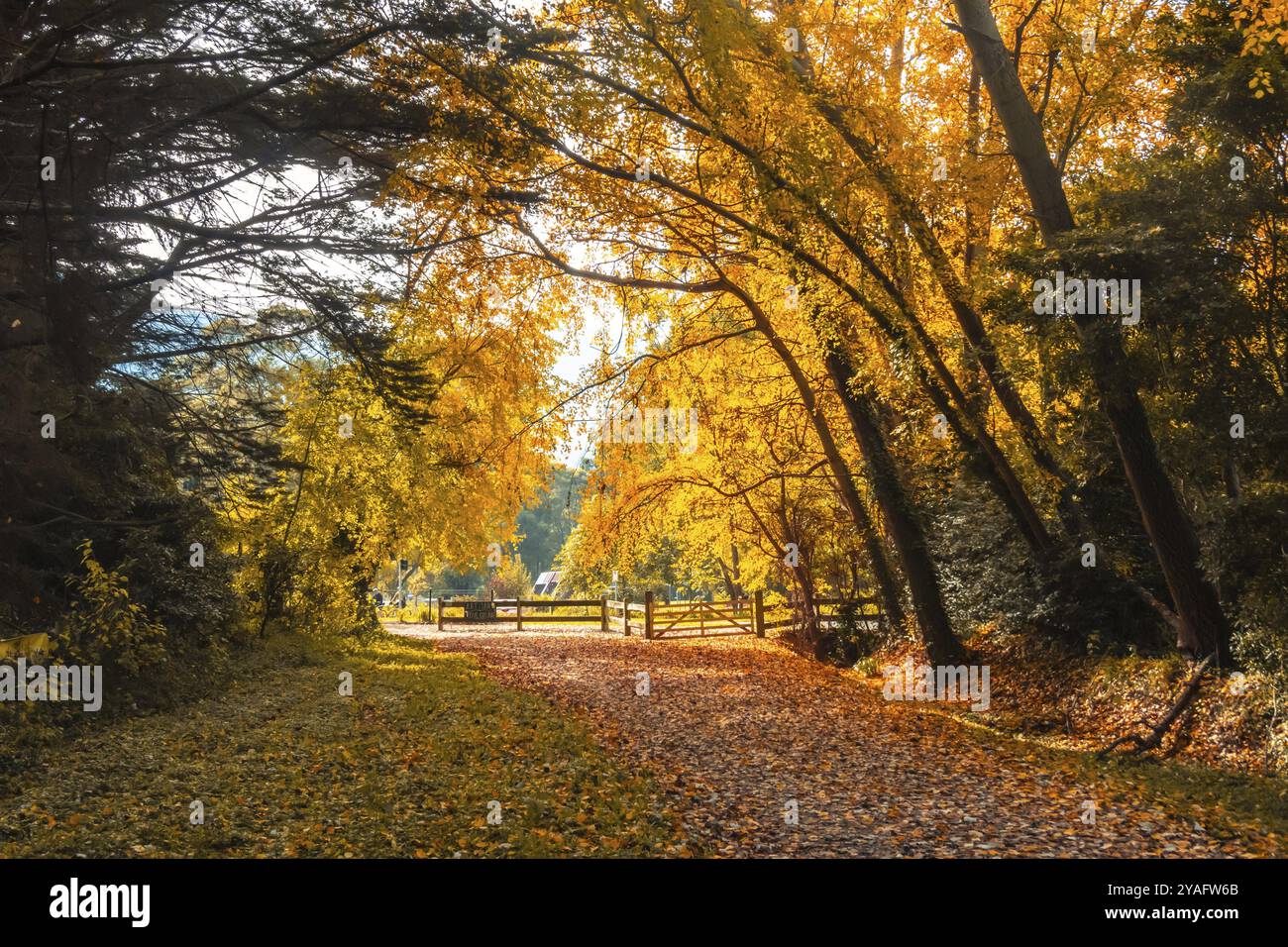 Der beliebte Lilydale to Warburton Rail Trail an einem kühlen Herbsttag in Victoria, Australien, Ozeanien Stockfoto