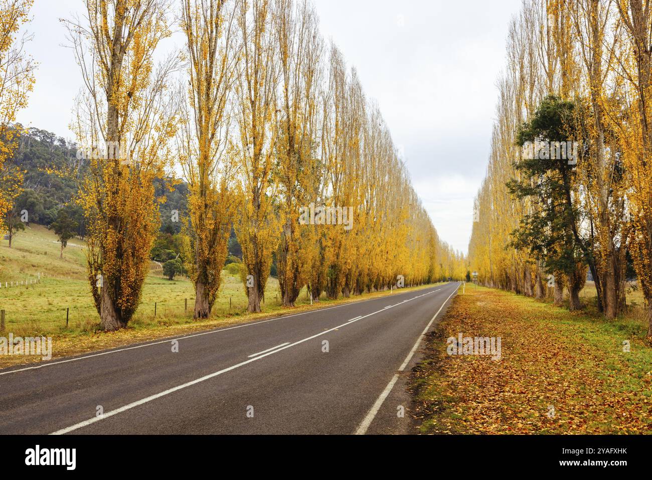 Der berühmte Gould Memorial Drive in Herbstfarben auf der Buxton-Marysville Rd in der Nähe der Landstadt Marysville in Victoria, Australien, Ozeanien Stockfoto