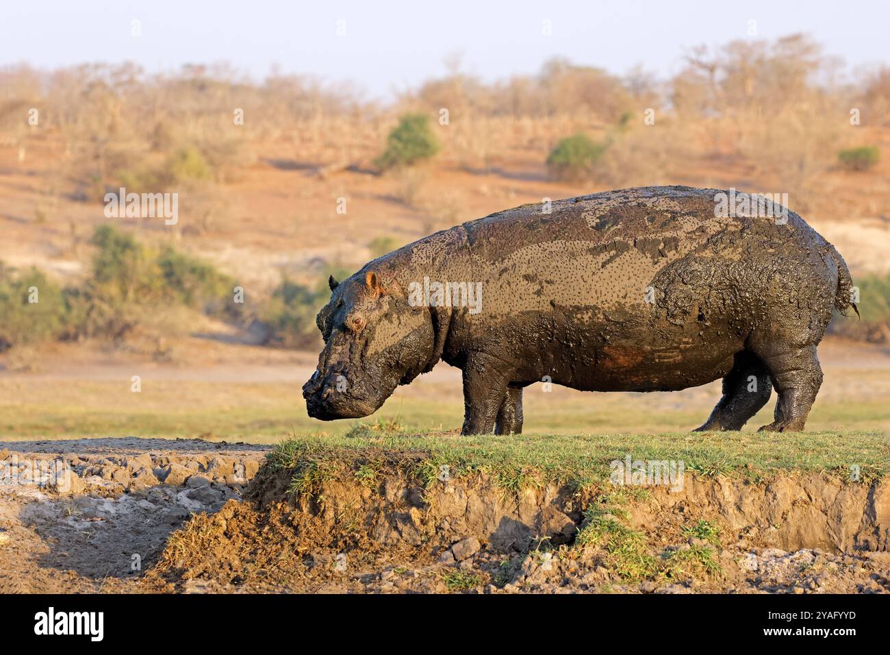 Ein schlammiges Nilpferd (Hippopotamus amphibius) zu Fuß an Land, Chobe National Park, Botswana Stockfoto