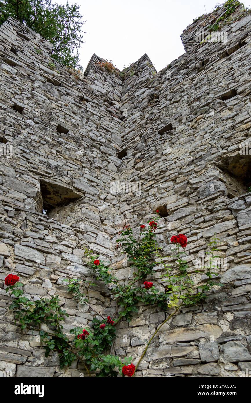 Rosen wachsen in einer Innenecke des alten Vezio-Schlosses in Perledo, Lombardei, Italien. Stockfoto