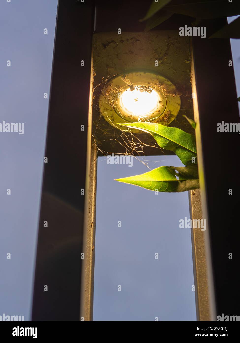 Web, Spinne in einem Lampenpfosten mit eingeschalteten Lichtern Stockfoto