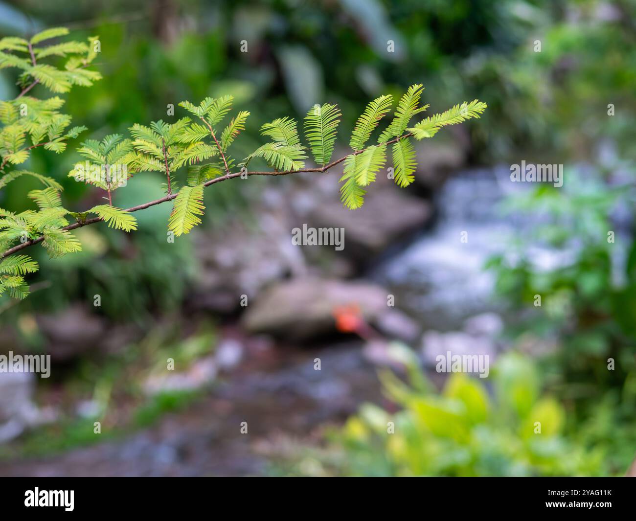 gummibaum ficus elastica tineke Hole dir jetzt einen Gummibaum Tineke nach Hause main image 1