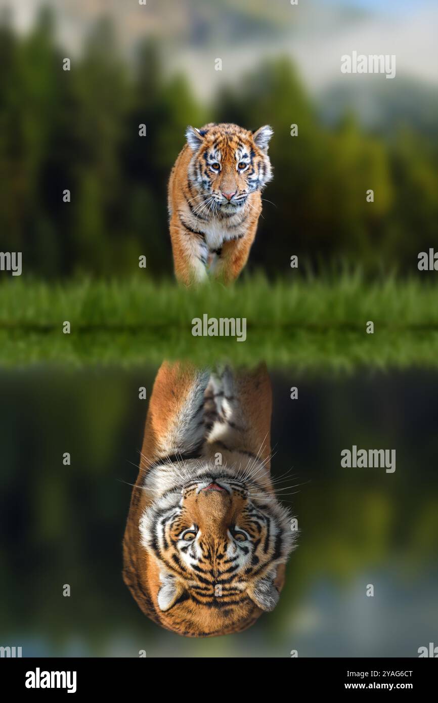 Tigerjunges, das das Spiegelbild eines erwachsenen Tigers im Wasser auf einem Hintergrund des Waldes sieht Stockfoto