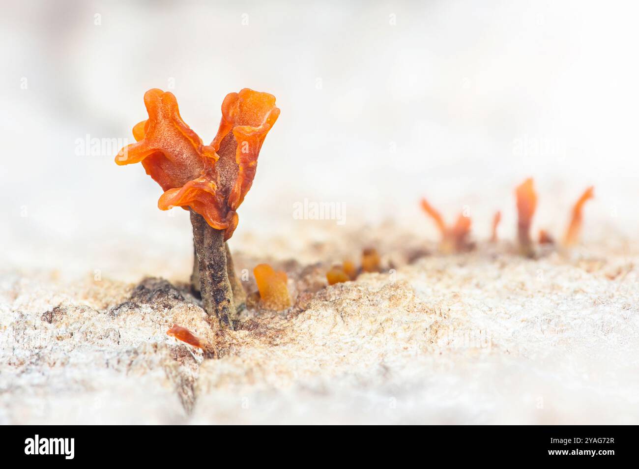 Orangenpilz wächst auf einem toten Baumstamm, andere Pilze sind im Hintergrund verschwommen. Stockfoto