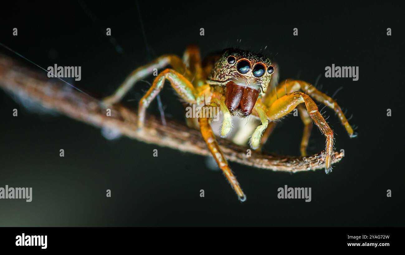 Springende Spinne mit großen Augen auf einem Ast, die ihre komplexen Details und exotischen Farben in einer Nahaufnahme zeigt. Stockfoto