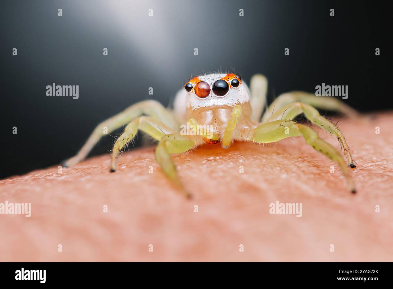Makronaht einer kleinen springenden Spinne mit hellen Farben, die auf der menschlichen Haut steht. Stockfoto
