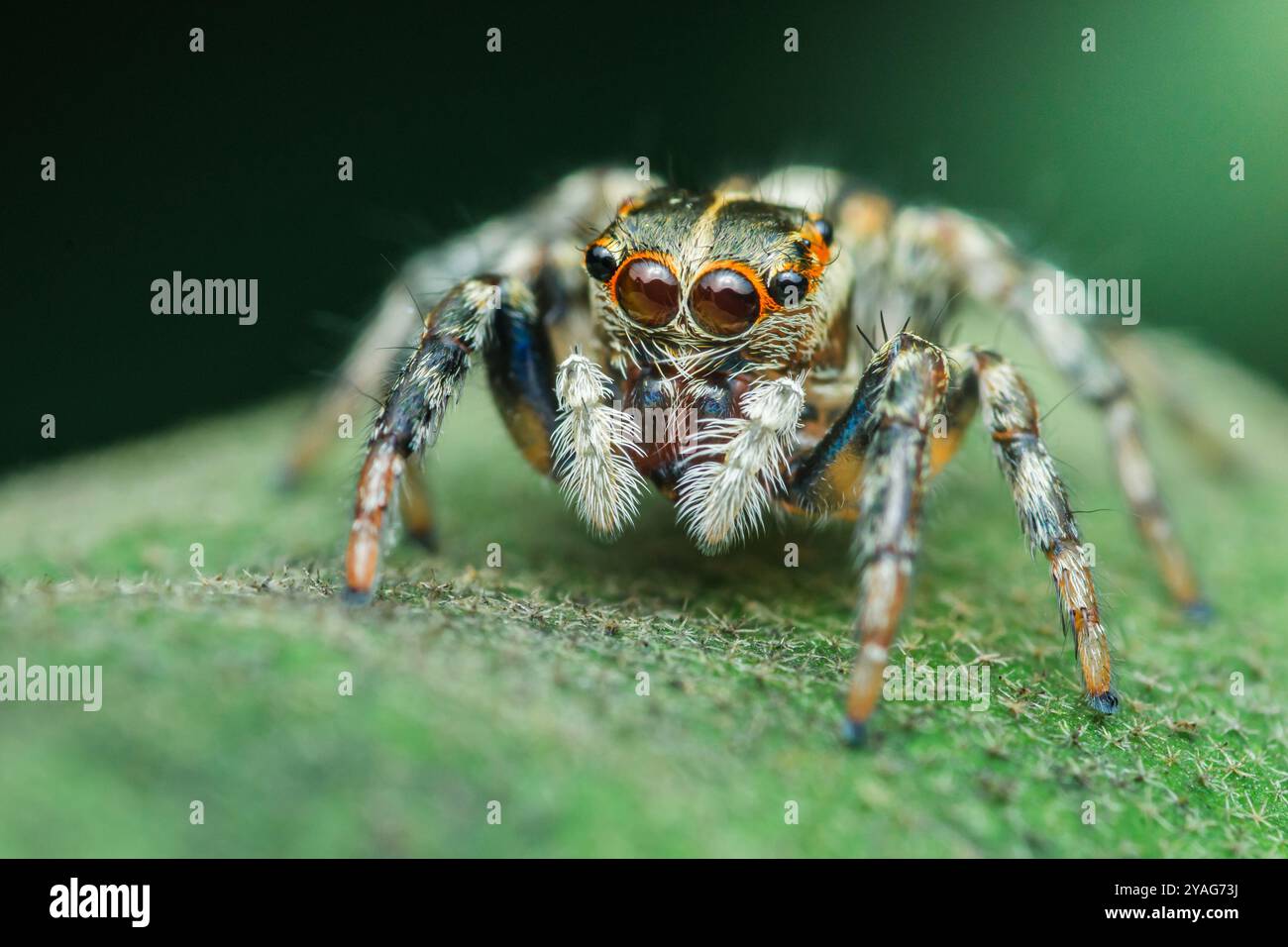 Springende Spinne auf einem grünen Blatt, mit großen Augen vor dem Kopf, die ihr farbenfrohes und fesselndes Aussehen in der Wildnis zeigen. Stockfoto