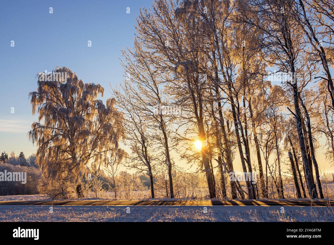 Die Sonne scheint durch die Äste in einem Baumhain mit Raureif im Winter Stockfoto