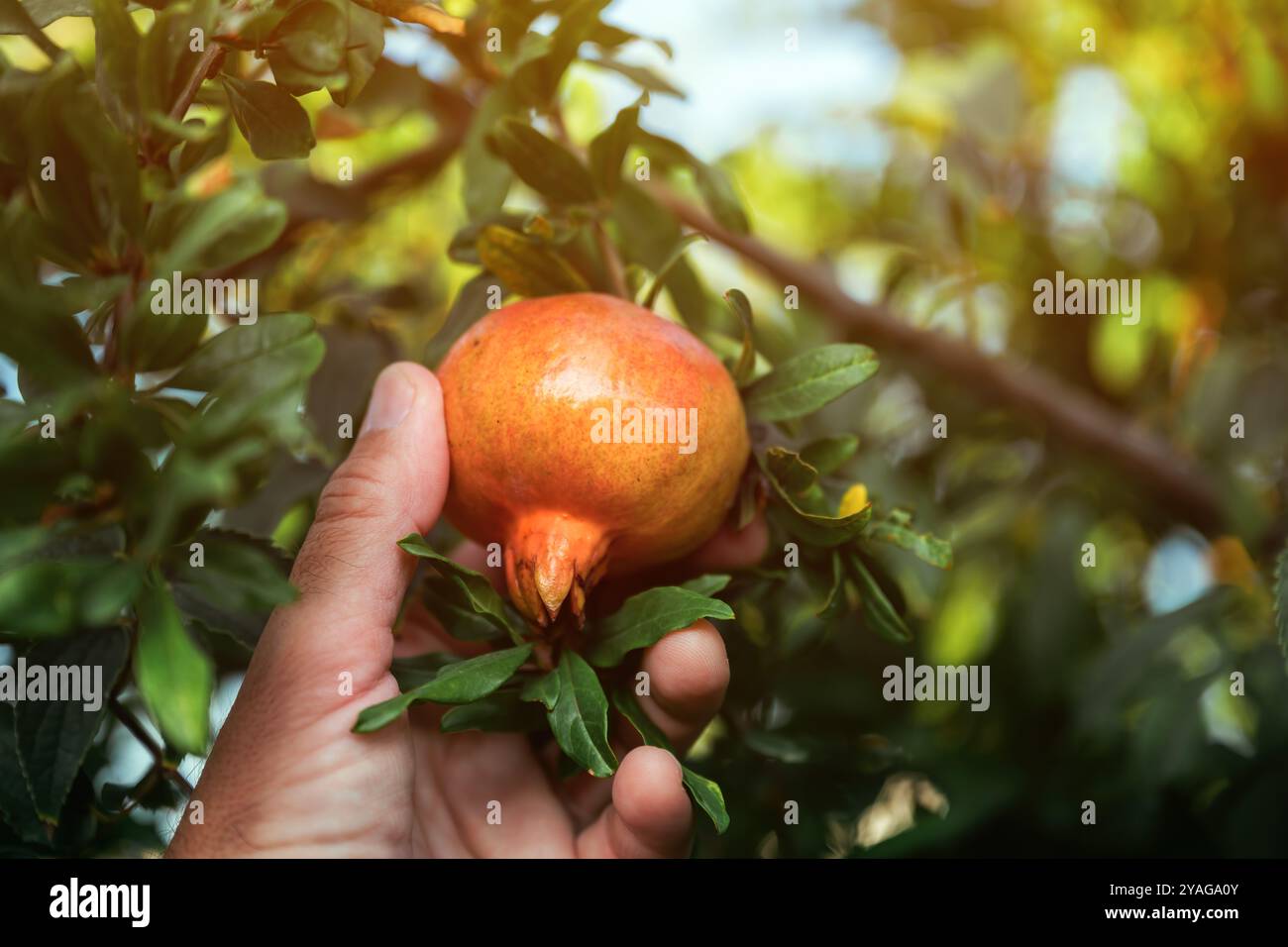 Mann pflückt Reifen Granatapfel vom Baum in Bio-Obstgarten, selektiver Fokus Stockfoto