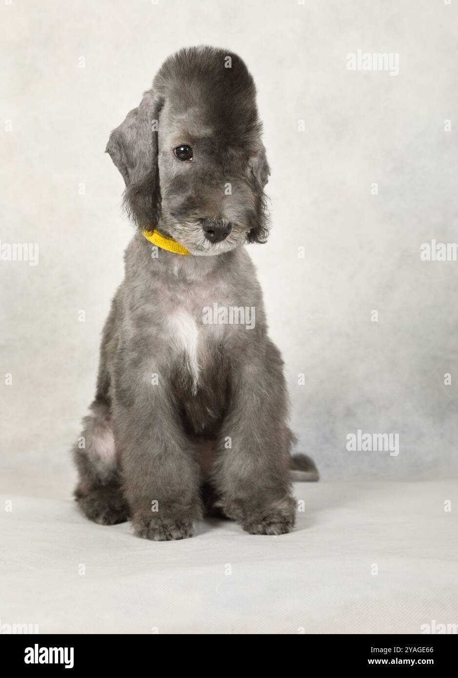 Niedlicher, zwei Monate alter Bedlington Terrier Welpe, der auf einem hellgrauen Hintergrund sitzt Stockfoto