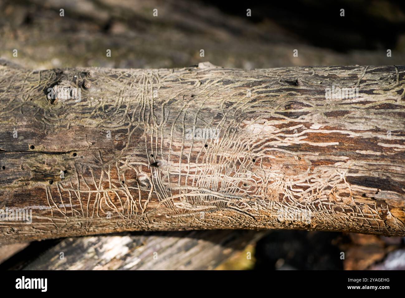 Befallener Stamm mit Spuren des Rindenkäfers. Scolytinae. Stockfoto